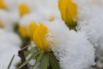 Image showing winter aconites