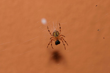 Image showing spider