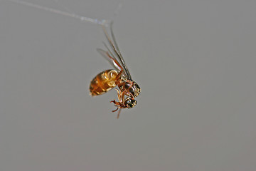 Image showing insect