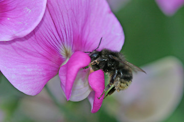 Image showing flower