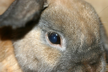 Image showing rabbit