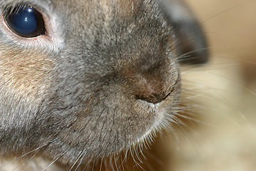 Image showing rabbit