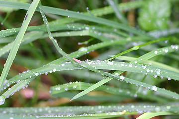 Image showing grass