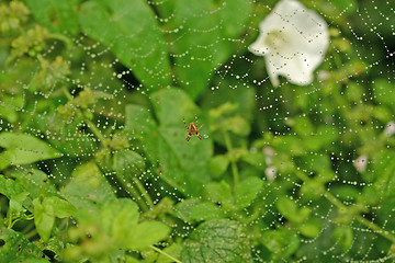 Image showing spider