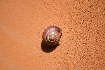 Image showing snail