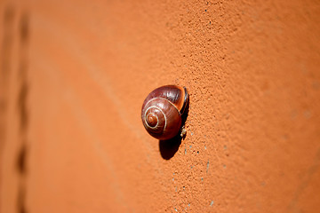 Image showing snail