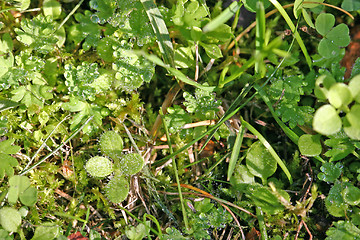 Image showing grass