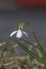 Image showing snowdrop