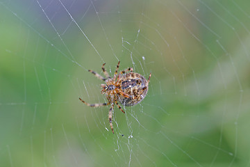 Image showing spider