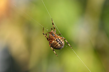 Image showing spider