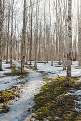 Image showing Spring landscape in a birchwood