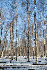 Image showing Spring landscape in a birchwood