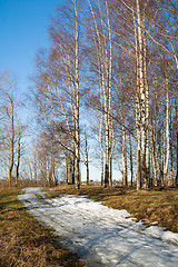 Image showing Spring landscape in a birchwood