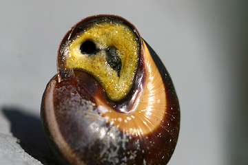 Image showing snail