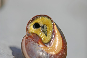 Image showing snail