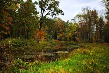 Image showing autumn in a forest