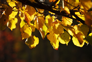 Image showing autumn aspen leaves