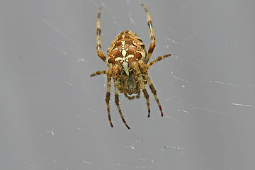 Image showing spider