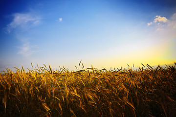 Image showing wheat field at sunset