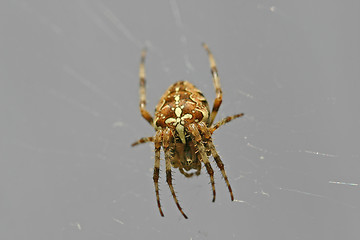 Image showing spider