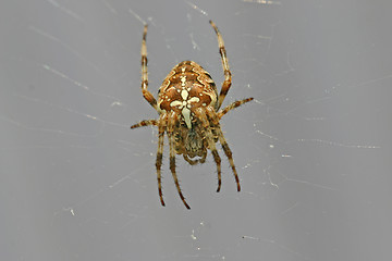 Image showing spider