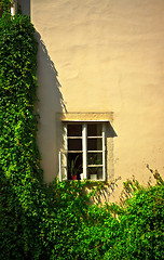 Image showing window on wall with ivy