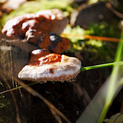 Image showing tree fungus