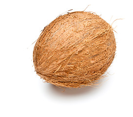 Image showing single coconut 