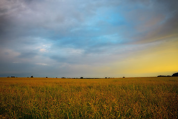 Image showing yellow field on sunset