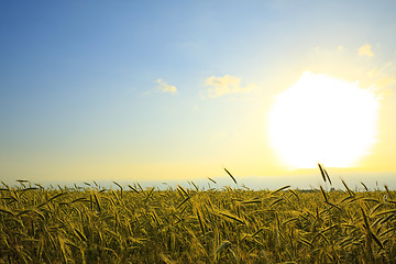 Image showing wheat field at sunset