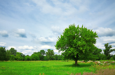 Image showing tree on green meadow