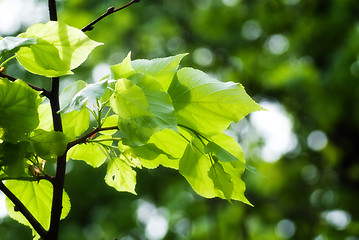 Image showing branch with green leaves