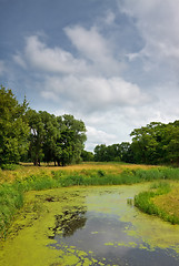 Image showing calm river in forest