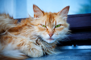 Image showing red cat with green eyes