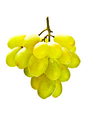 Image showing hanging bunch of white grape
