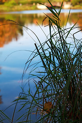 Image showing grass by the lake