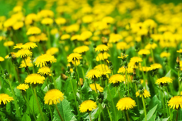 Image showing field of dandelions