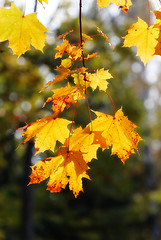 Image showing autumn maple leaves