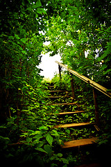 Image showing staircase in a thicket