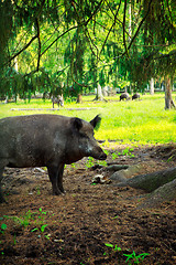 Image showing wild boar