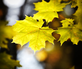 Image showing autumn maple leaves