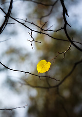 Image showing lonely autumn leaf