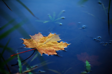 Image showing maple leaf on water