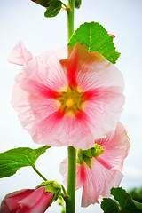 Image showing mallow flower on stalk