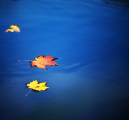 Image showing maple leaves on water