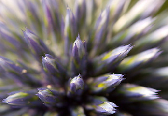 Image showing Macro of a flower