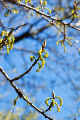 Image showing branches of spring wood