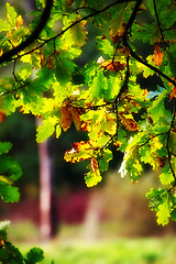 Image showing autumn oak leaves