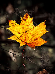 Image showing autumn mapple leaf