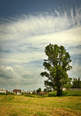 Image showing landscape with big tree